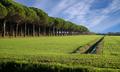 Belvedere