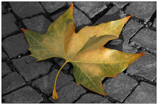 Leaf