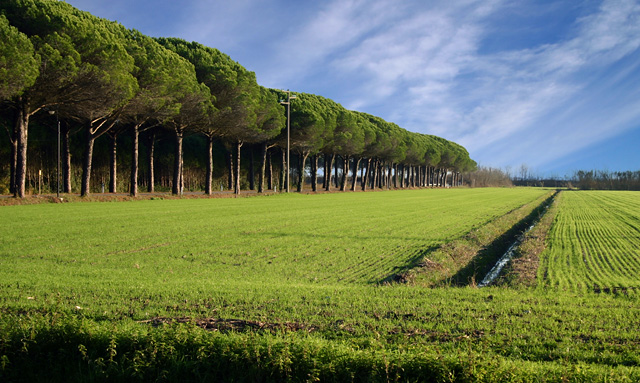 Belvedere