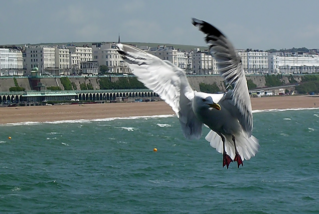 Seagull