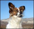 Desert Dog