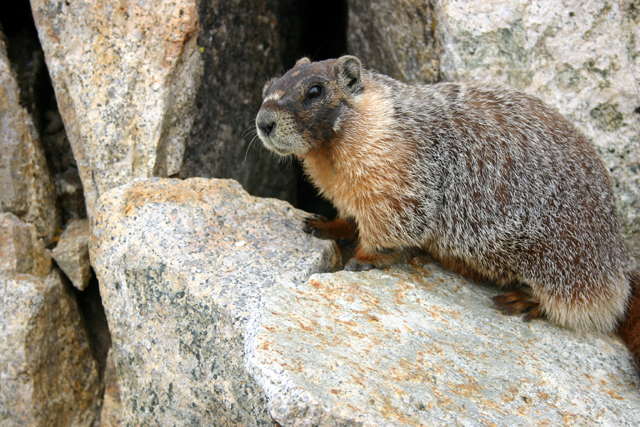 Marmot