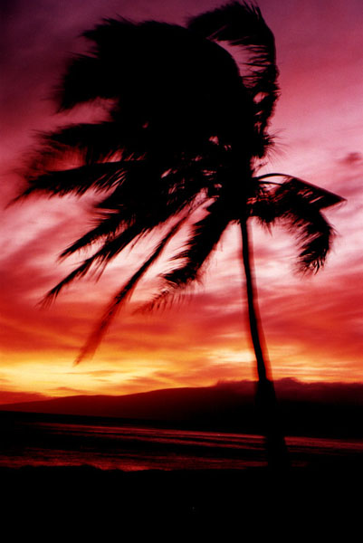Winded Palm