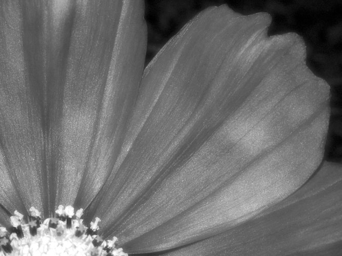 Nature in Silver