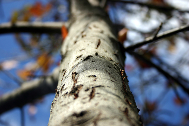 Reaching for the Sky, One Step at a Time.