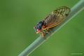 Cicada 2004