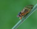Cicada 2004