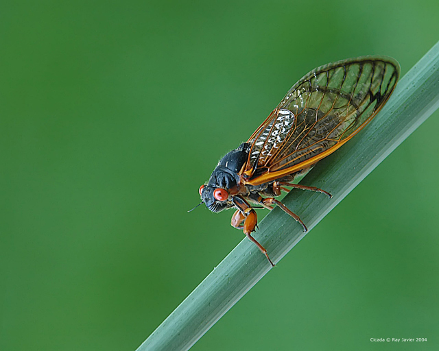 Cicada 2004