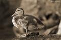 miniduck.jpg