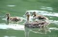 ducks.jpg