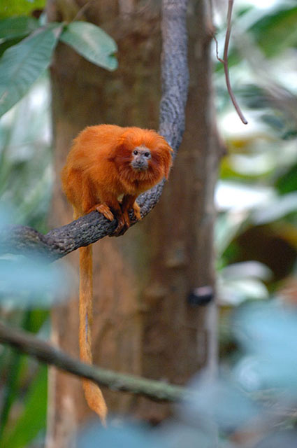monkey