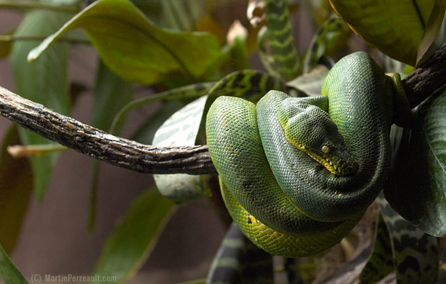 snake