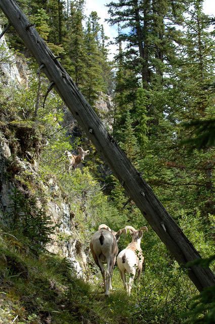 wild goats