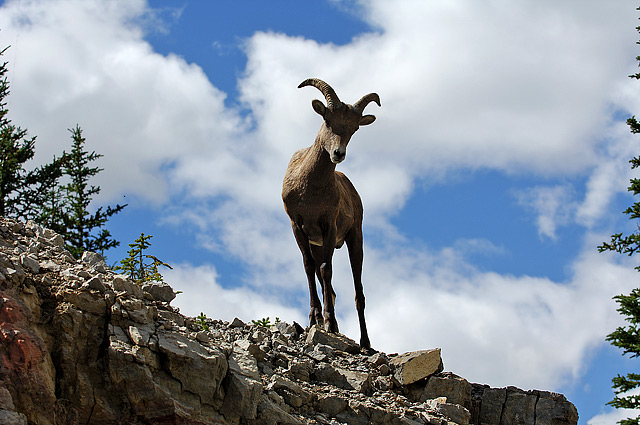 wild goat