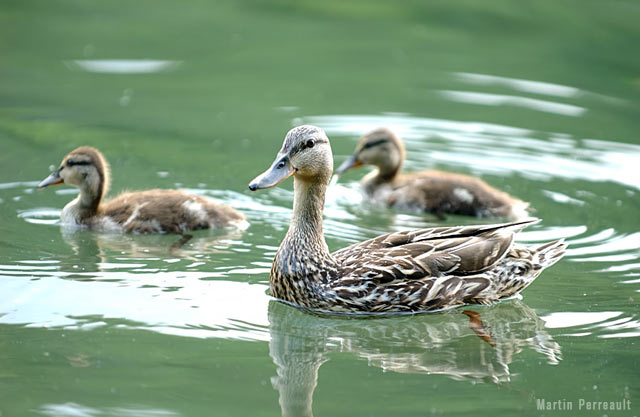 ducks.jpg