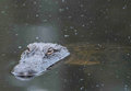 Wally Gator.jpg