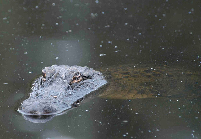 Wally Gator.jpg