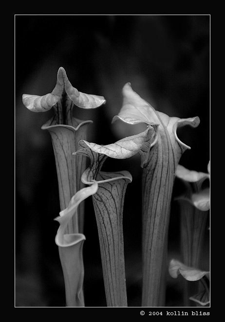 Pitcher Plants