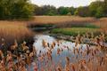Marsh