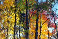 Autumn Reflections