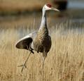 Dance Sandhill Crane Dance