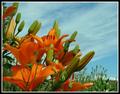Skyflowers