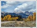 Teton Golds