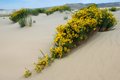 Flowers On The Killpecker Sand Dunes
