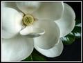 Southern Magnolia