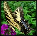 Butterfly on Verbena