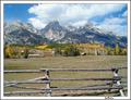 Fenced In Aspens & Tetons