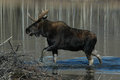 The Moose Is Loose