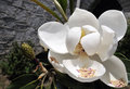  Magnolia Blossom
