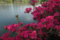 Azaleas      