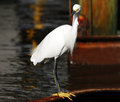 Egret 
