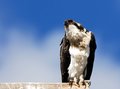  Osprey 