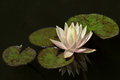   Water Lily