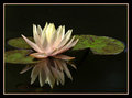  Water lily II