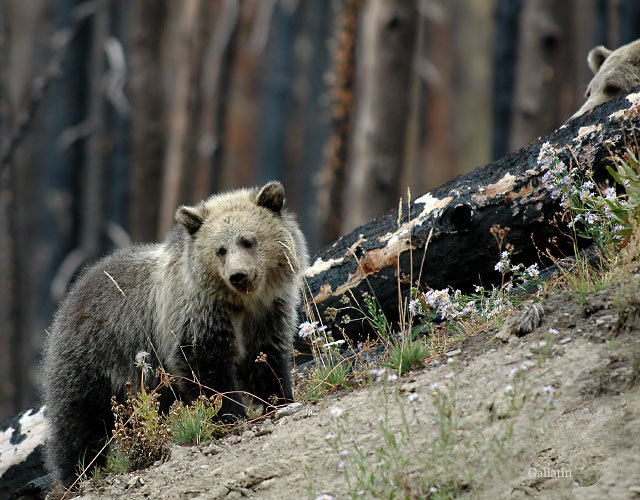 Mama Watches Her Cub