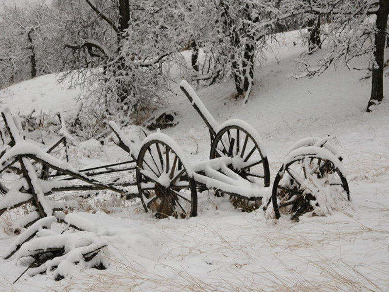  Wagon Wheels  