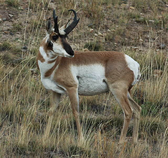 Antelope    2624.jpg