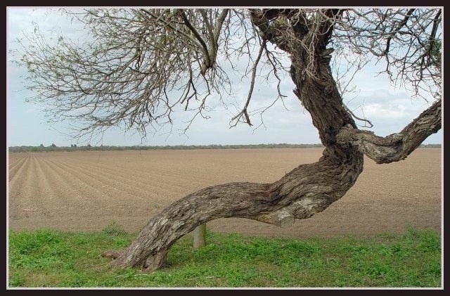 Rio Grande Valley Farmland