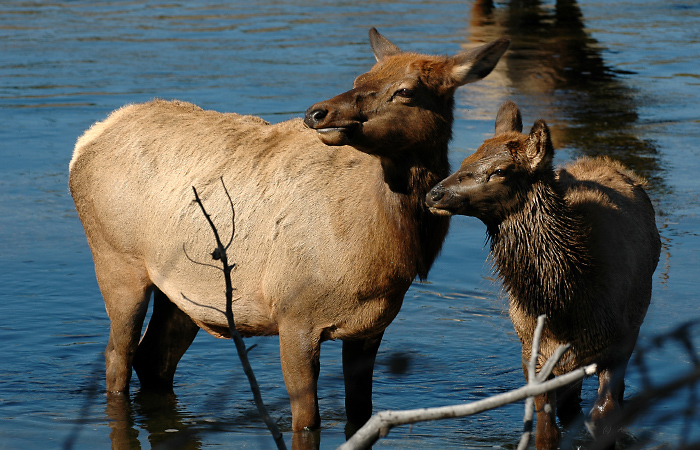 Female Elk With Calf