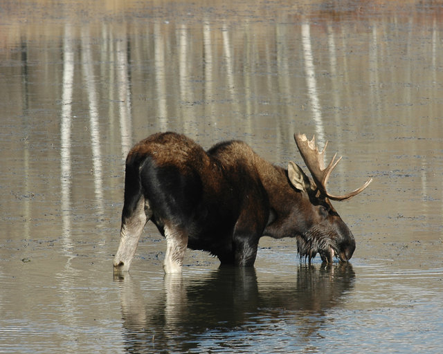 Drinking In The Snake River