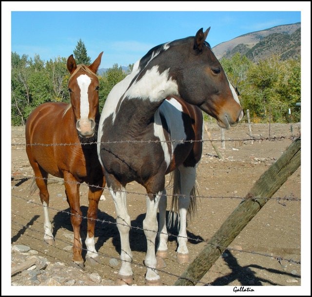 "Horses In The Big Sky "