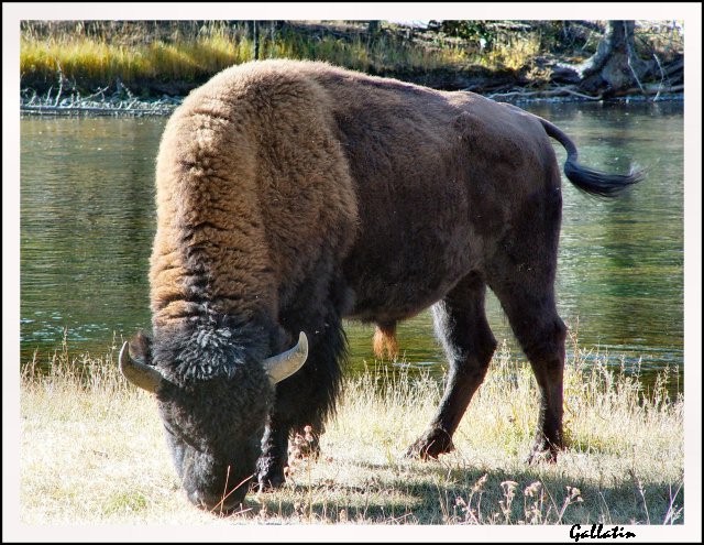 American Bison Along The Madison River-Yellowstone Park