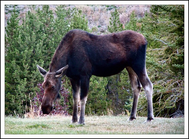 Moose