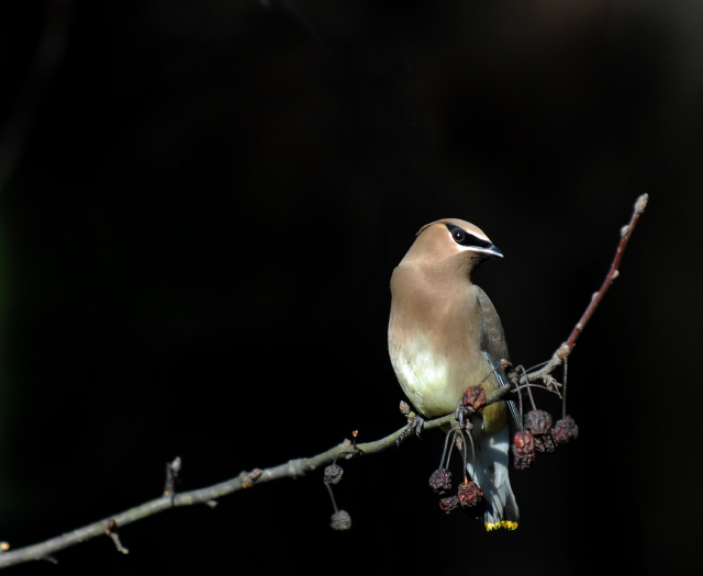 Cedar Wax Wing II