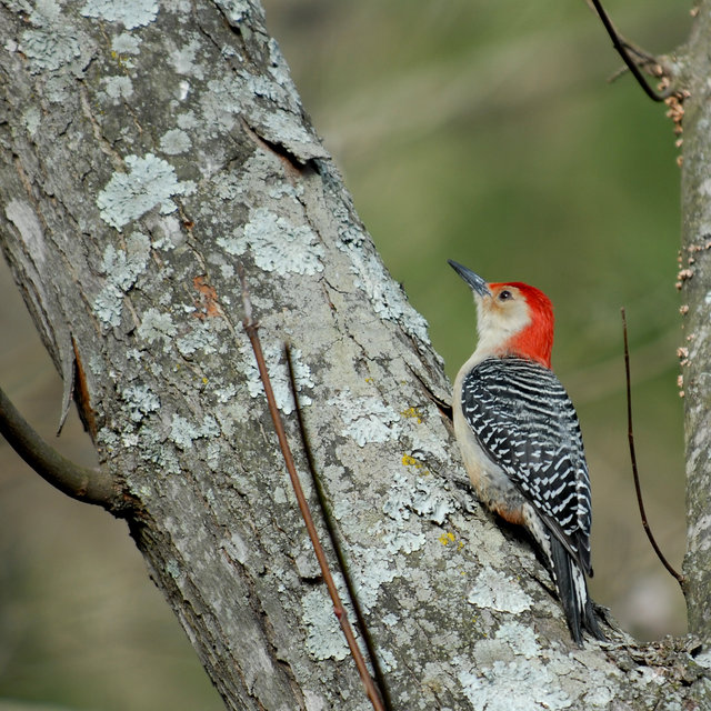 Red-Bellied Woodpecker