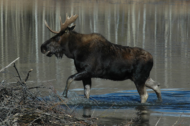 The Moose Is Loose